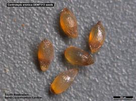   Seeds:   Centrolepis eremica ; Photo by South Australian Seed Conservation Centre, used with permission
